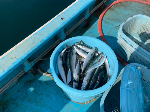 サバの釣果