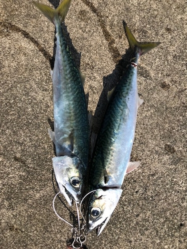 サバの釣果