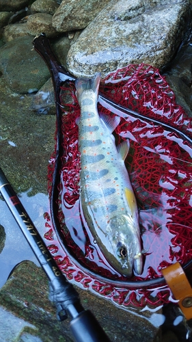 アマゴの釣果