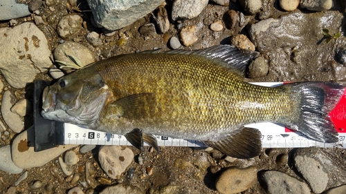 スモールマウスバスの釣果