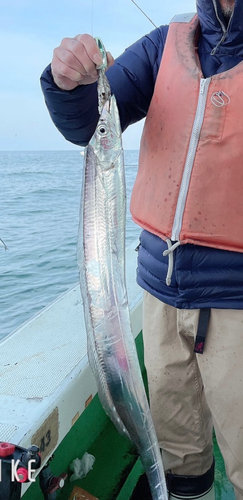 タチウオの釣果