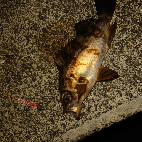 メバルの釣果