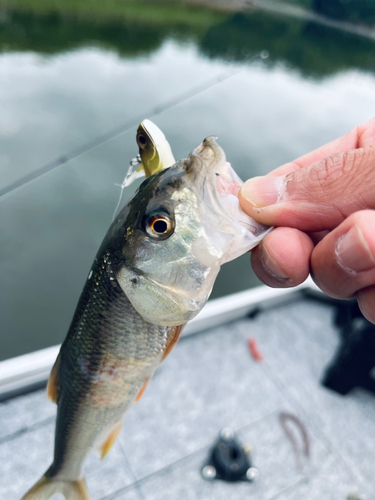 ハスの釣果