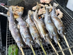 ヤマメの釣果