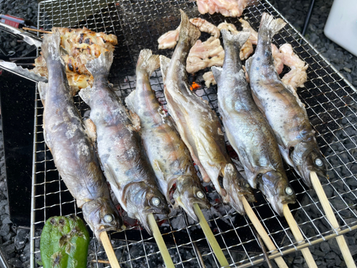 ヤマメの釣果