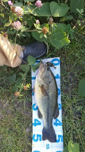 ブラックバスの釣果