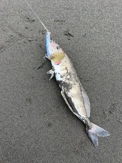 ホッケの釣果