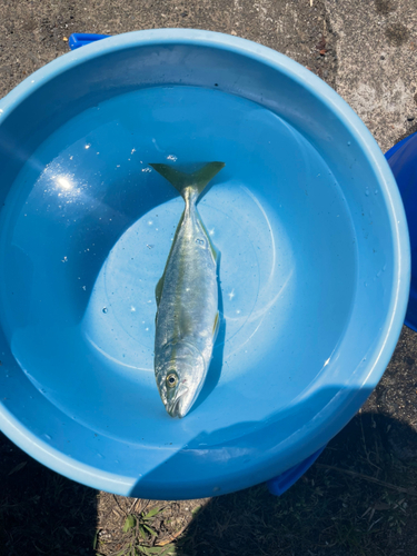 ワカシの釣果