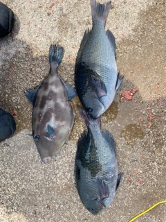 クチブトグレの釣果