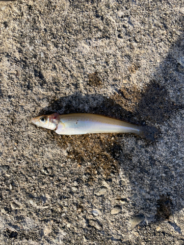 シロギスの釣果