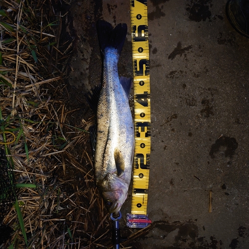 シーバスの釣果