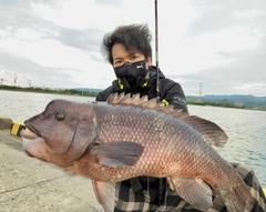 カンダイの釣果