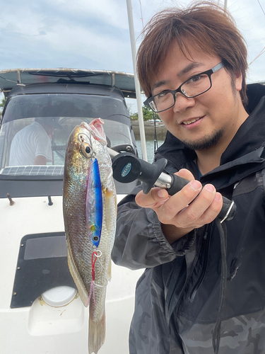 シログチの釣果