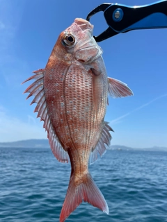 タイの釣果