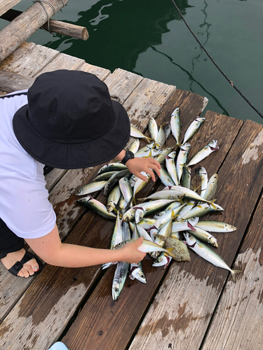 アジの釣果