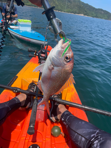 マダイの釣果