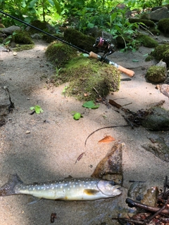 イワナの釣果