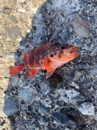 カサゴの釣果