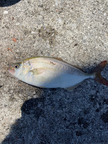 カンパチの釣果