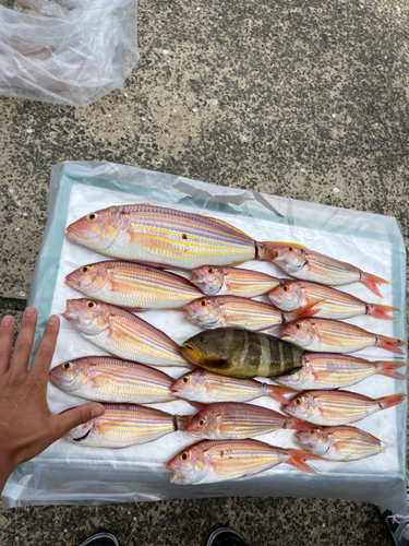 イトヨリダイの釣果