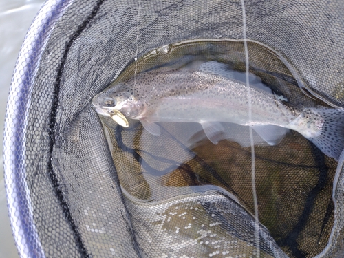 ニジマスの釣果