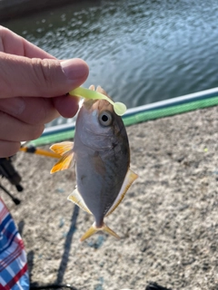 ショゴの釣果