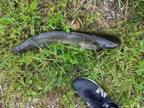 ナマズの釣果