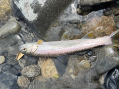 アメマスの釣果