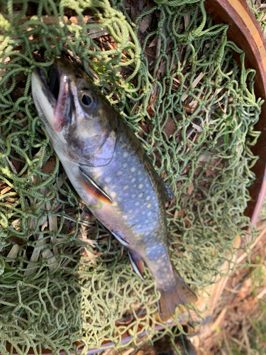 ブルックトラウトの釣果