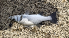 セイゴ（ヒラスズキ）の釣果