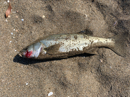 スズキの釣果