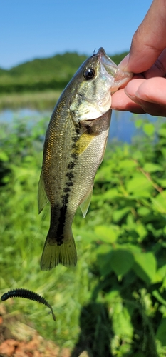 ブラックバスの釣果