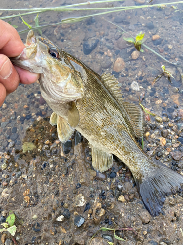 スモールマウスバスの釣果