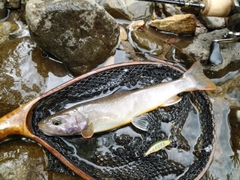 イワナの釣果