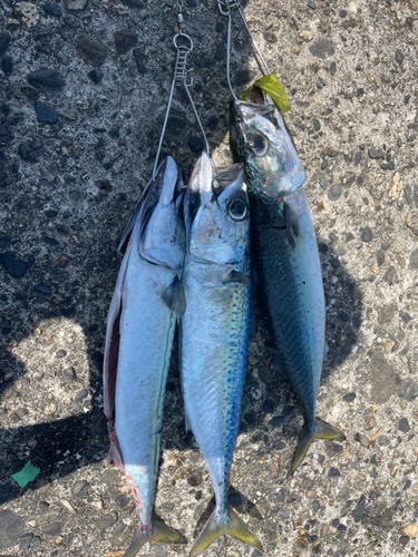 サバの釣果