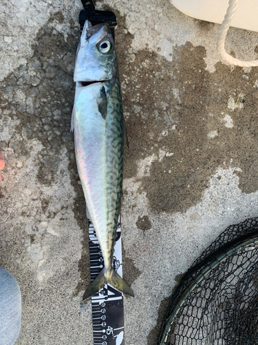 サバの釣果