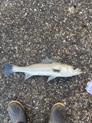 フッコ（マルスズキ）の釣果