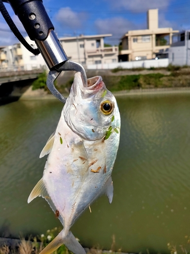 メッキの釣果