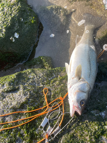 釣果