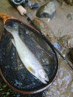 イワナの釣果