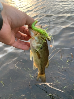 ブラックバスの釣果