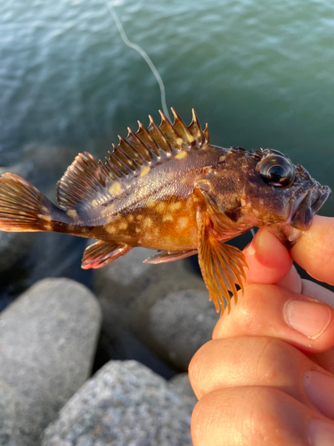 カサゴの釣果