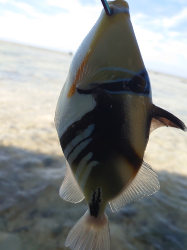 ムラサメモンガラの釣果