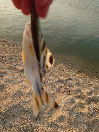 コトヒキの釣果