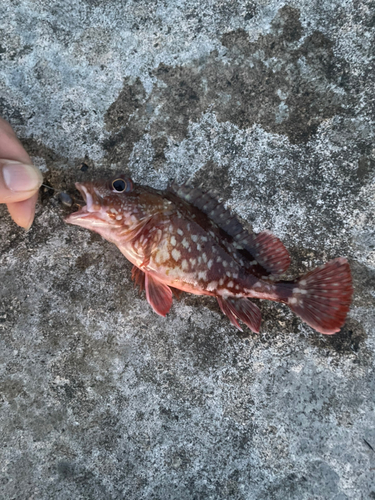 カサゴの釣果