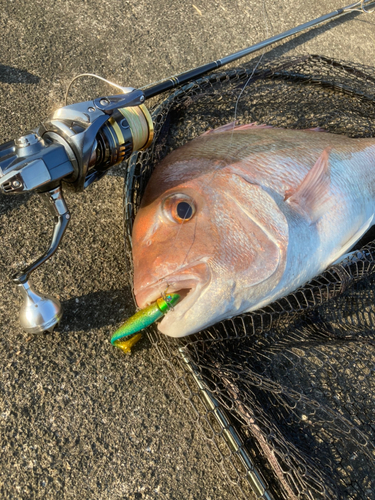 マダイの釣果