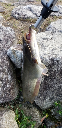 ナマズの釣果