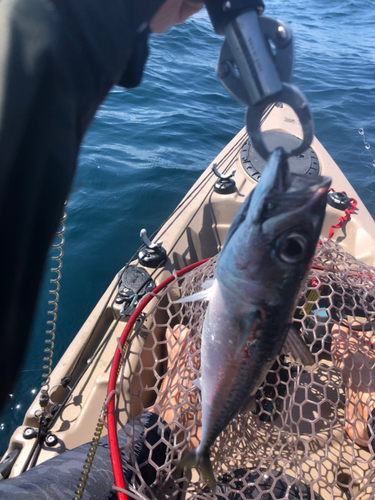 サバの釣果