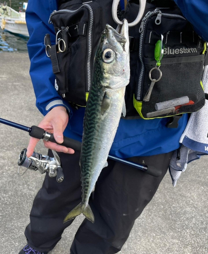 サバの釣果