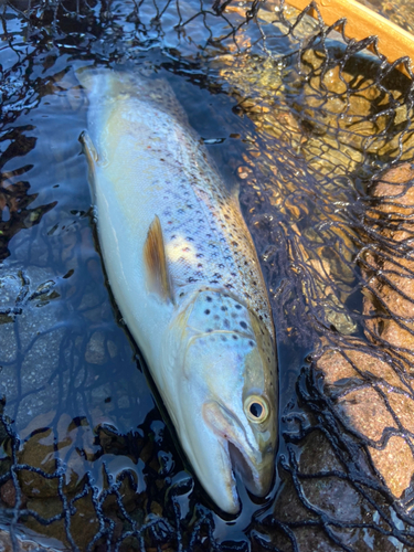 ブラウントラウトの釣果